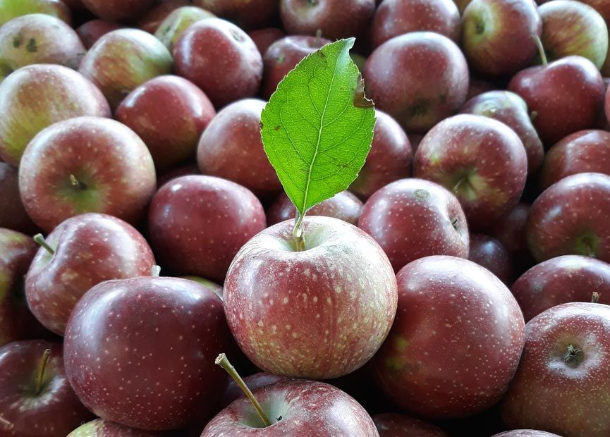 Qualità del cibo | Qualità & Servizi